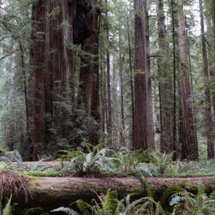 Sequoia sempervirens